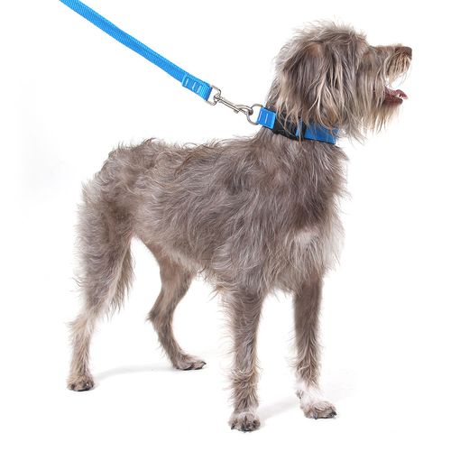Coleira para Cachorros Azul