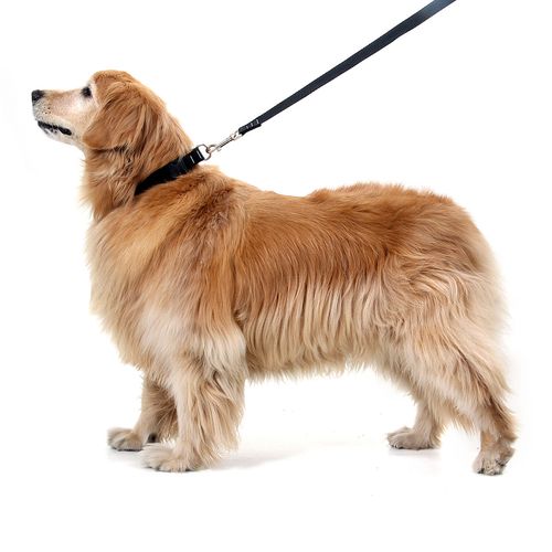 Coleira para Cachorros Preto
